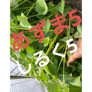 さつまいも苗（あずま5.シルク5）(野菜)