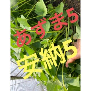 さつまいも苗（あずま5.安納5）(野菜)