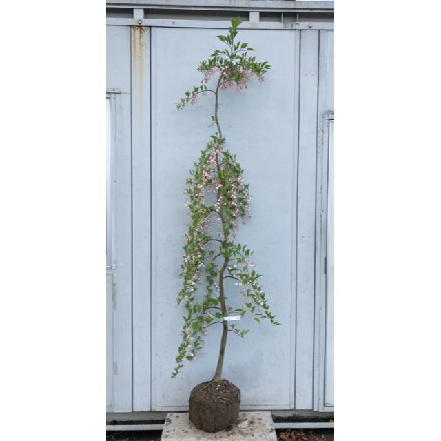 《現品》シダレエゴノキ　赤花　樹高2.0ｍ（根鉢含まず）02【庭木/苗木/植木】ハンドメイド