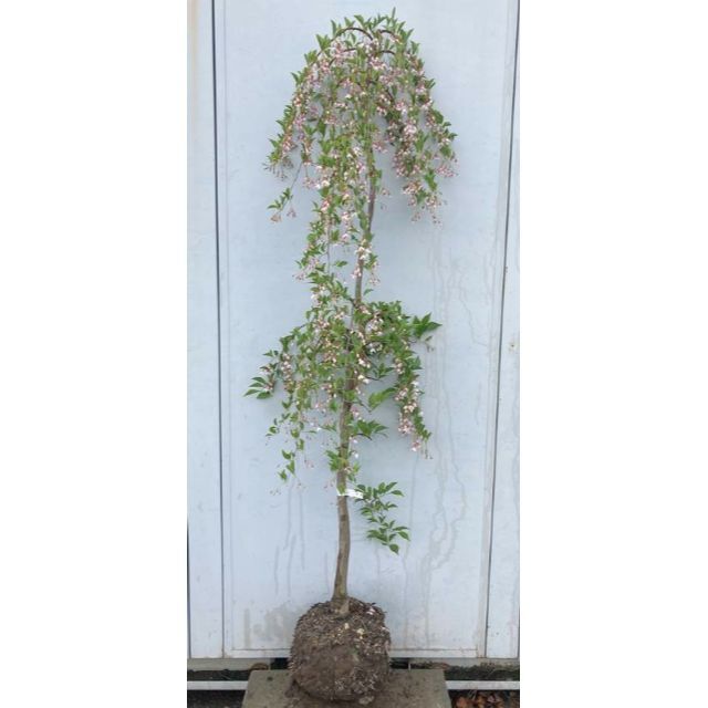 《現品》シダレエゴノキ　赤花　樹高1.7ｍ（根鉢含まず）03【庭木/苗木/植木】