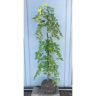 《現品》シダレエゴノキ　白花　樹高1.6ｍ（根鉢含まず）06【庭木/苗木/植木】