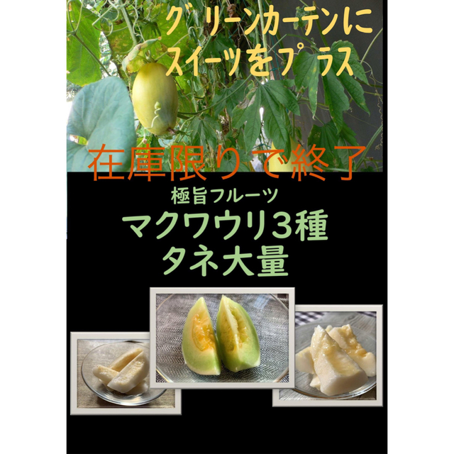 夏の思い出の味に マクワウリ3種　ミニメロン グリーンカーテンの間に 食品/飲料/酒の食品(フルーツ)の商品写真