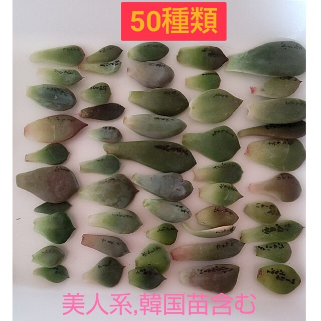 【多肉植物】美人系７種類、韓国苗５種類含む　葉挿しセット ハンドメイドのフラワー/ガーデン(その他)の商品写真