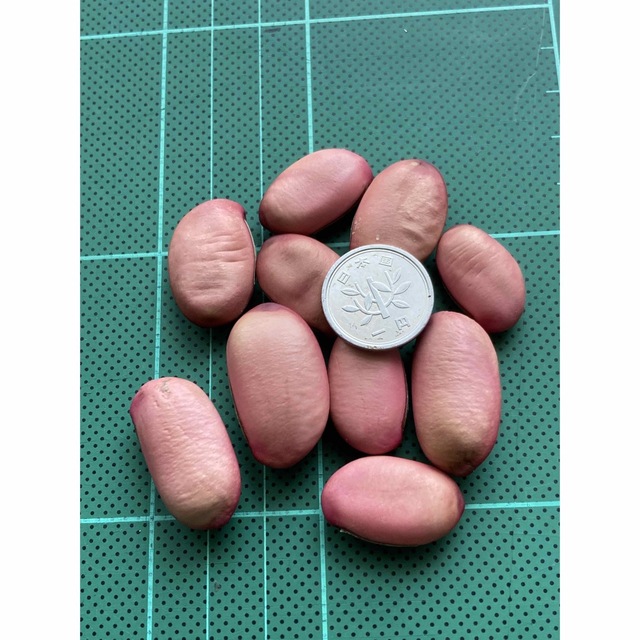 赤なた豆　タネ ハンドメイドのフラワー/ガーデン(その他)の商品写真