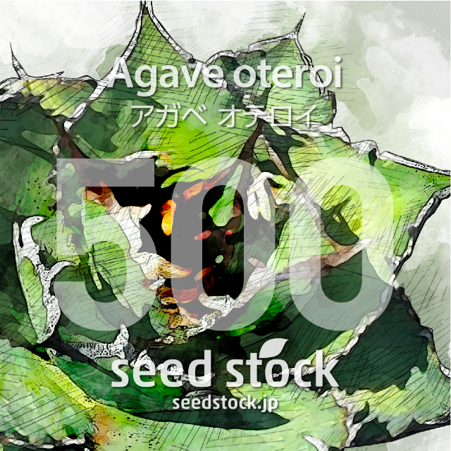 アガベの種 オテロイ Agave oteroi 500粒bromelien