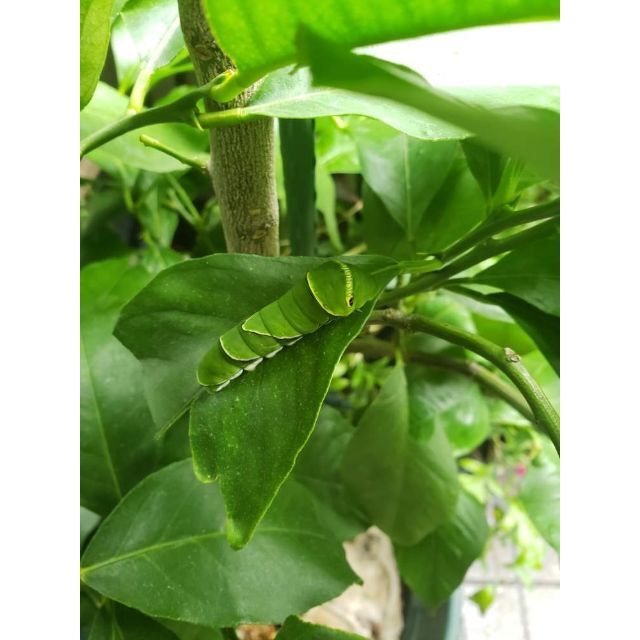 農薬栽培期間中不使用 れもん 葉 60枚　アゲハ蝶　青虫　虫　餌 レモンの葉