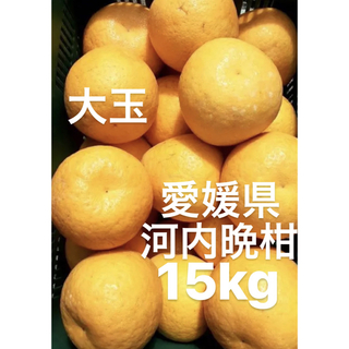 愛媛県産　大玉　宇和ゴールド　河内晩柑　15kg(フルーツ)