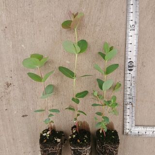 観葉植物 【ユーカリ パルブラ 3苗】ネコポス配送(プランター)