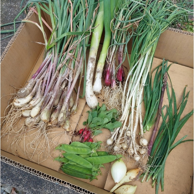 おまかせ野菜詰め合わせBOX【ML】 食品/飲料/酒の食品(野菜)の商品写真