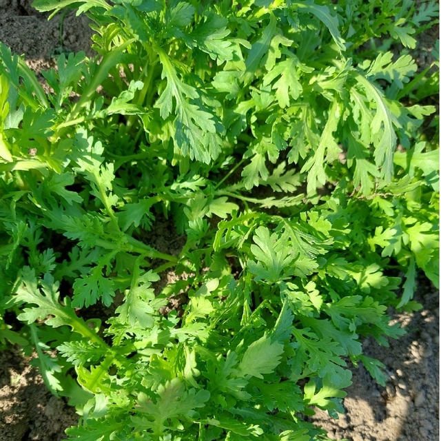 おまかせ野菜詰め合わせBOX【ML】 食品/飲料/酒の食品(野菜)の商品写真