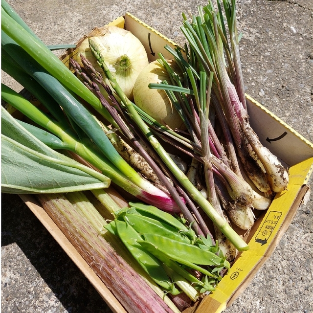 おまかせ野菜詰め合わせBOX【ML】 食品/飲料/酒の食品(野菜)の商品写真