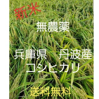 令和4年 兵庫県丹波産 無農薬コシヒカリ20キロ(米/穀物)