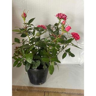 ミニ薔薇　バラ売り1本苗(その他)