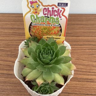 多肉植物　センペルビウム　ゴールドナゲット　札付き②(その他)