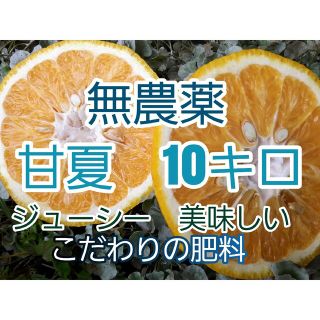 甘夏  10キロ  無農薬(フルーツ)