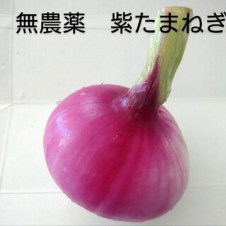 無農薬野菜　紫玉ねぎ　赤玉ねぎ　レッドオニオン(野菜)