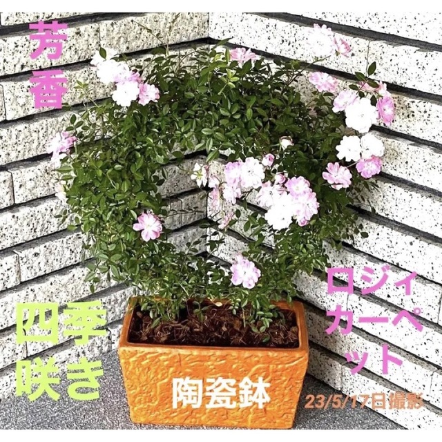 ロジィ カーペット　花　鉢花　植物　おしゃれな陶瓷鉢植え