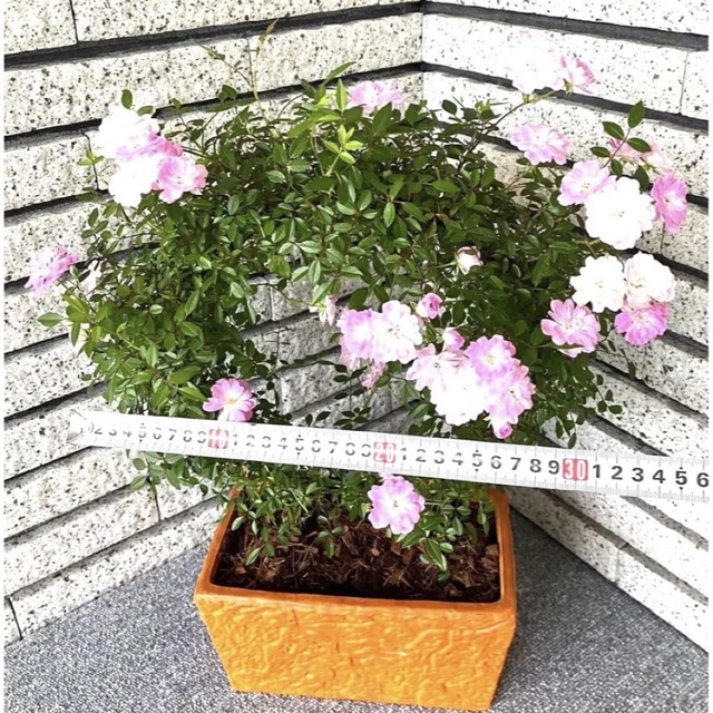 ロジィ カーペット　花　鉢花　植物　おしゃれな陶瓷鉢植え