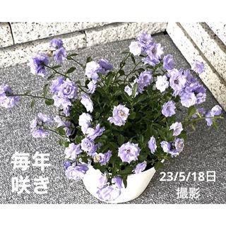 毎年咲きます♡ブルーワンダー♡カンパニュラ♡ガーデニング♡観葉植物(プランター)
