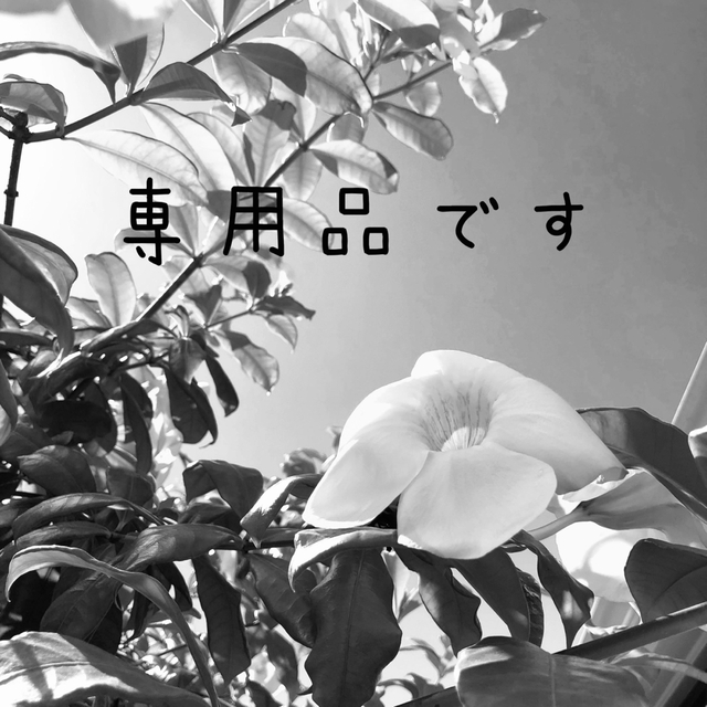 日本直販 yumi様専用品 1 350000円 その他 agruppa.com.br