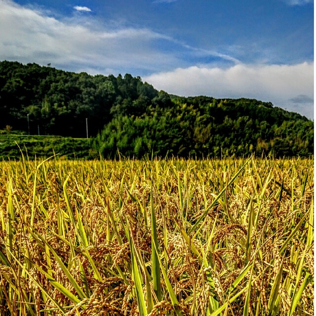 令和４年産新米 低農薬玄米１０キロ 山田錦の里より農家直送　(精米サービス中) 食品/飲料/酒の食品(米/穀物)の商品写真