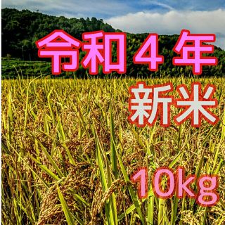 令和４年産新米 低農薬玄米１０キロ 山田錦の里より農家直送　(精米サービス中)(米/穀物)