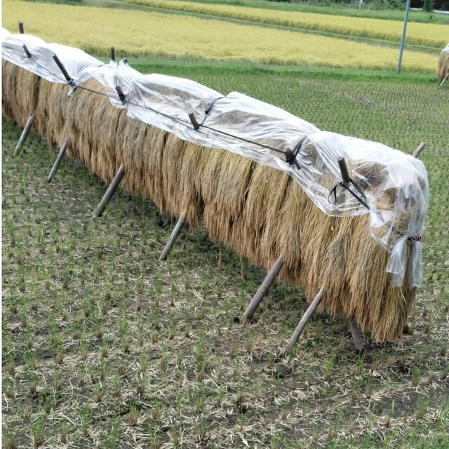令和4年産栃木県特一等米新コシヒカリ、30キロ玄米無農薬にて作り上げた自慢のお米-
