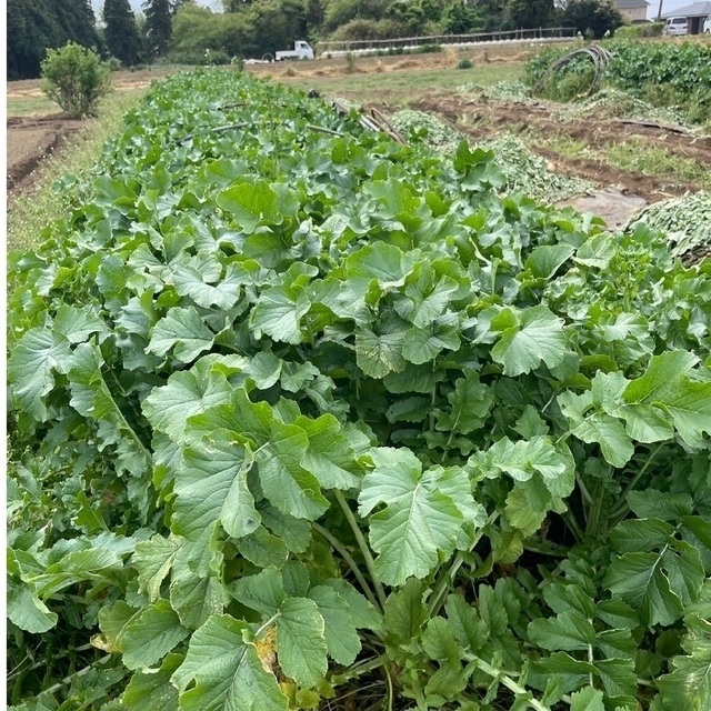 栄養満点【10種類の乾燥野菜MIX】100g 無添加 無着色 食品/飲料/酒の食品(野菜)の商品写真