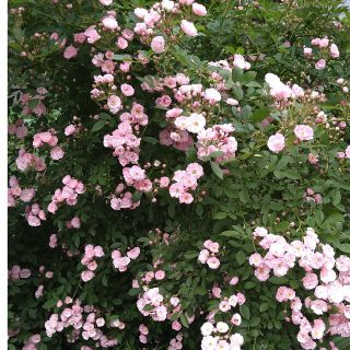 つる薔薇　苗　A(プランター)