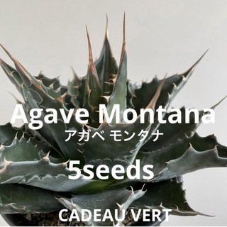 Agave montana★アガベ モンタナ種子5粒　★5月着 新鮮！(その他)