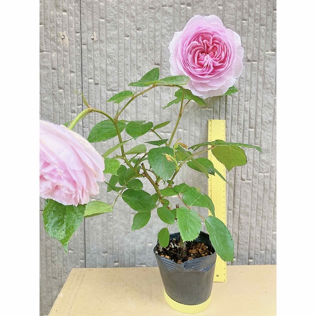 ER薔薇オリ薔薇苗人気ピンク薔薇　バラ　バラ苗四季咲き薔薇苗強健バラ挿木苗薔薇 ハンドメイドのフラワー/ガーデン(その他)の商品写真