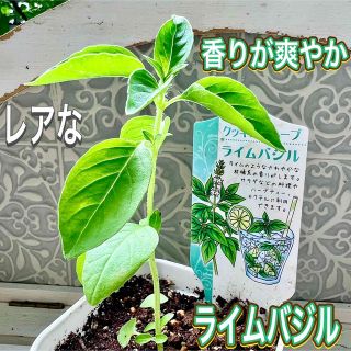 レアな　ライムバジル　苗　株分け　バジル　レモンバジルより香りが強く　無農薬(野菜)