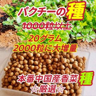 中国産パクチー種(2000粒に大増量) (香菜)種　大増量中　送料込み300円(野菜)