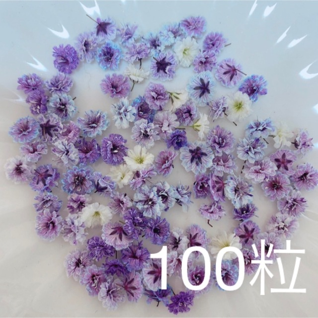 パープル系 かすみ草ドライフラワー100粒 ハンドメイドのフラワー/ガーデン(ドライフラワー)の商品写真