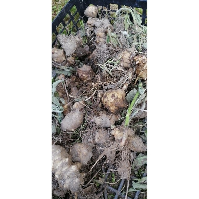 【自然農】菊芋の抜き苗50本　ご購入後に掘り出し　植え付けだけ◎そだてやすい✿ 食品/飲料/酒の食品(野菜)の商品写真