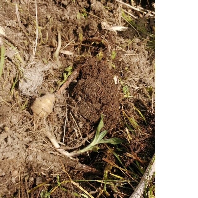 【自然農】菊芋の抜き苗50本　ご購入後に掘り出し　植え付けだけ◎そだてやすい✿ 食品/飲料/酒の食品(野菜)の商品写真