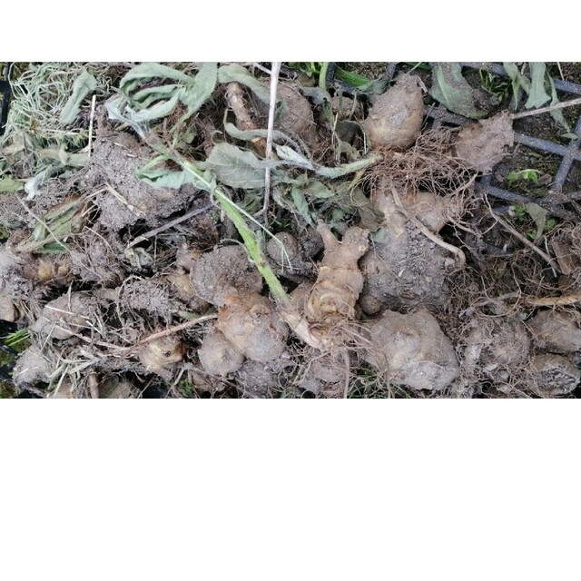 【自然農】菊芋の抜き苗50本　ご購入後に掘り出し　植え付けだけ◎そだてやすい✿ 食品/飲料/酒の食品(野菜)の商品写真