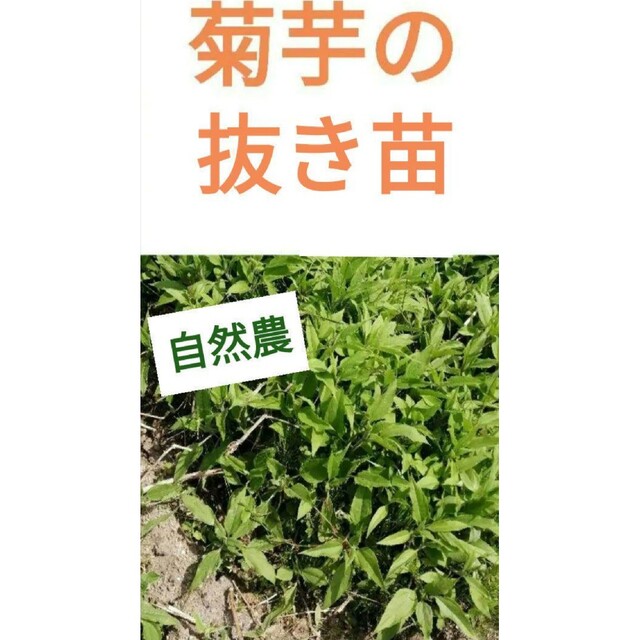 【自然農】菊芋の抜き苗50本　ご購入後に掘り出し　植え付けだけ◎そだてやすい✿ 食品/飲料/酒の食品(野菜)の商品写真