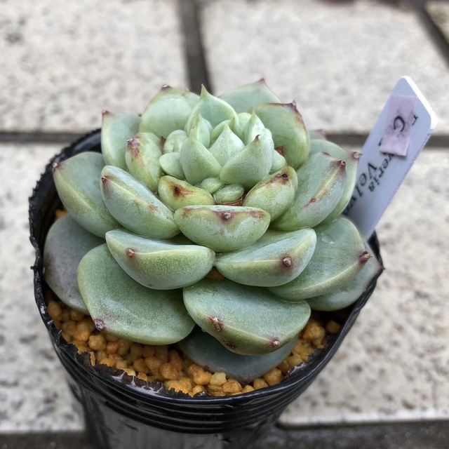 多肉植物の寄せ植え♡男前ちまちまトラック♡そのまま飾れる-