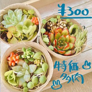 特価　多肉植物カップ(その他)