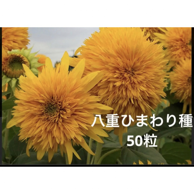 そうめん瓜(金糸瓜そうめんかぼちゃ)苗4本　八重ひまわり種50粒 食品/飲料/酒の食品(野菜)の商品写真