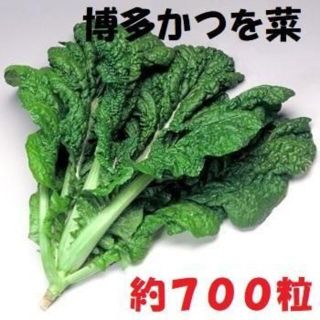 ＜野菜の種＞かつお菜　約700粒　2.5ｍｌ　博多かつを菜　旨い野菜(プランター)