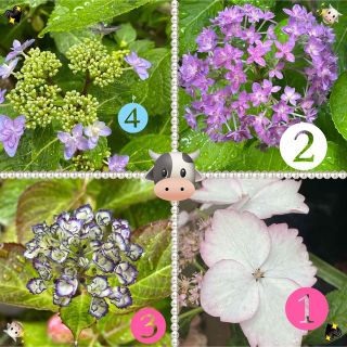 紫陽花　さし穂　4本(その他)