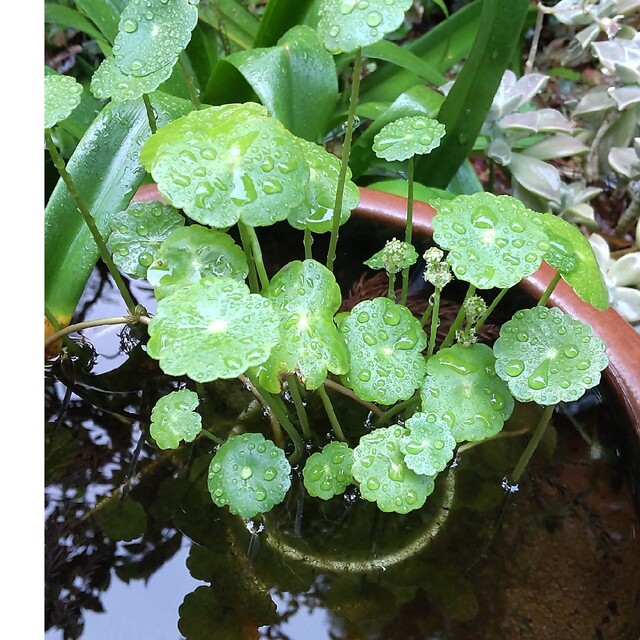 水草 ハンドメイドのフラワー/ガーデン(ドライフラワー)の商品写真