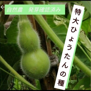 【自然農】特大ひょうたんの種　ヒョウタン　瓢箪アート　入れ物にも◎発芽確認済み◎(その他)