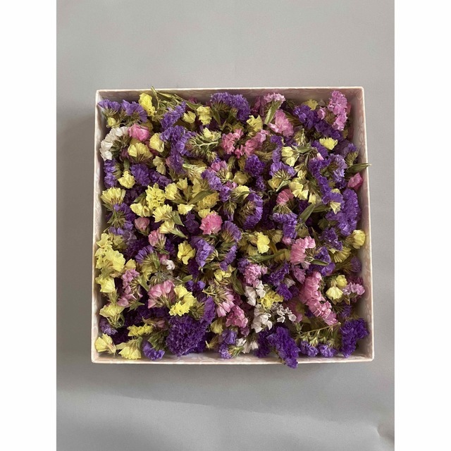 スターチス ドライフラワー 花材 ハーバリウム レジン ハンドメイドのフラワー/ガーデン(ドライフラワー)の商品写真