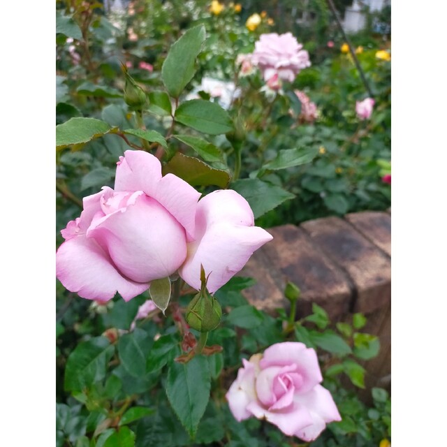 薔薇の枝12本（挿し穂） ハンドメイドのフラワー/ガーデン(その他)の商品写真