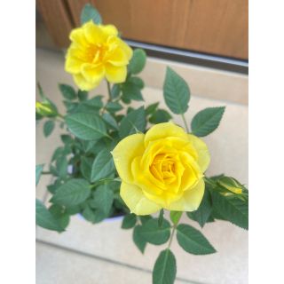 ミニ薔薇　イエロー　四季咲き(プランター)