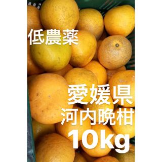 愛媛県産　低農薬　宇和ゴールド　河内晩柑　10kg(フルーツ)