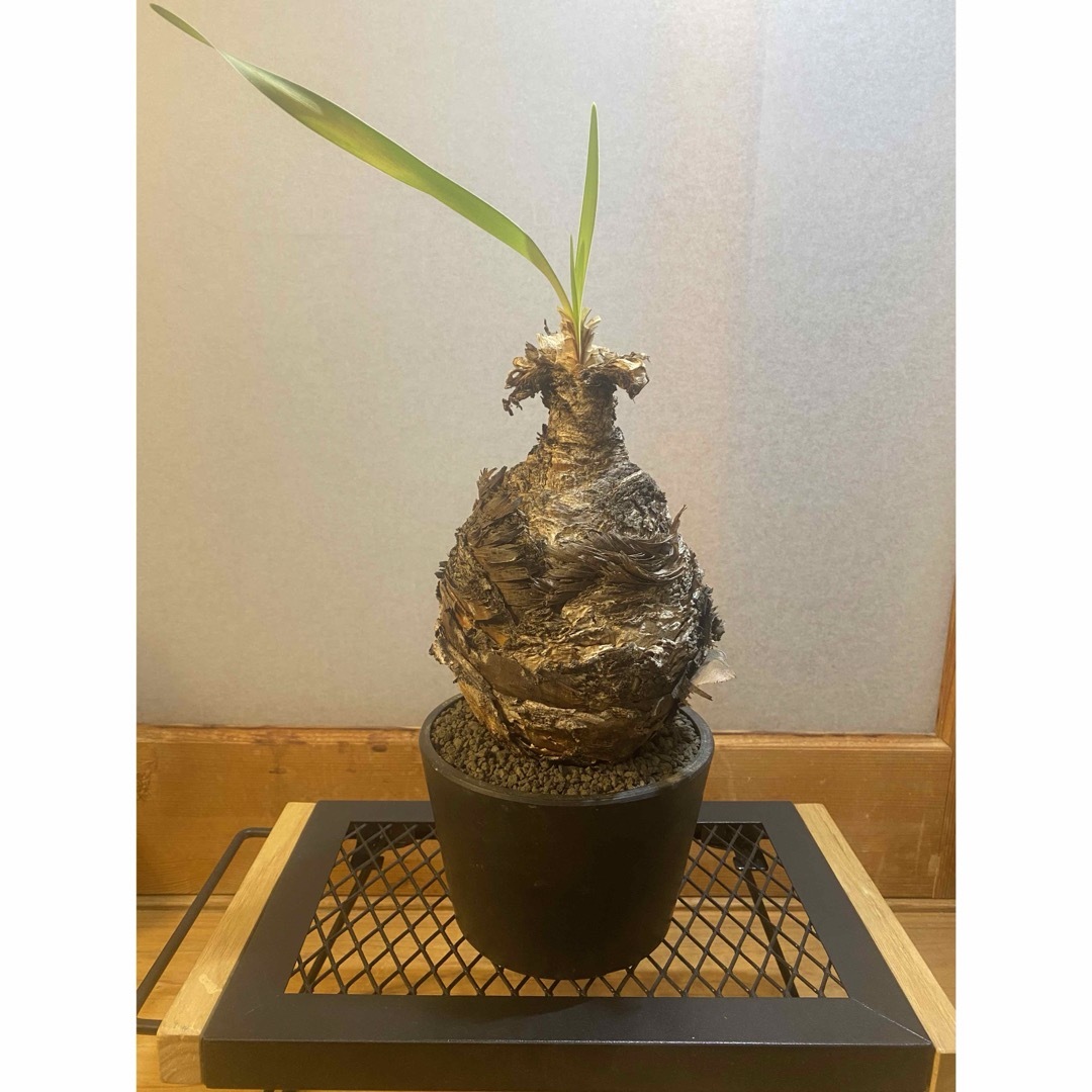 大株 ブーファンディスティチャ 15400円 ハンドメイド フラワー